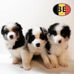 Chiots Border Collie à l'esprit vif à vendre, Commerçant, 8 à 15 semaines, Colley, Plusieurs