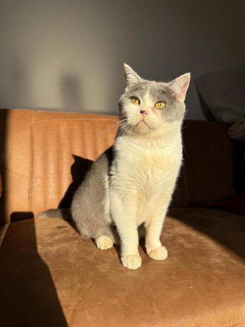 Britse korthaar, Dieren en Toebehoren, Katten en Kittens | Raskatten | Korthaar, Poes, 6 jaar of ouder, Gechipt, Ontwormd, Ingeënt