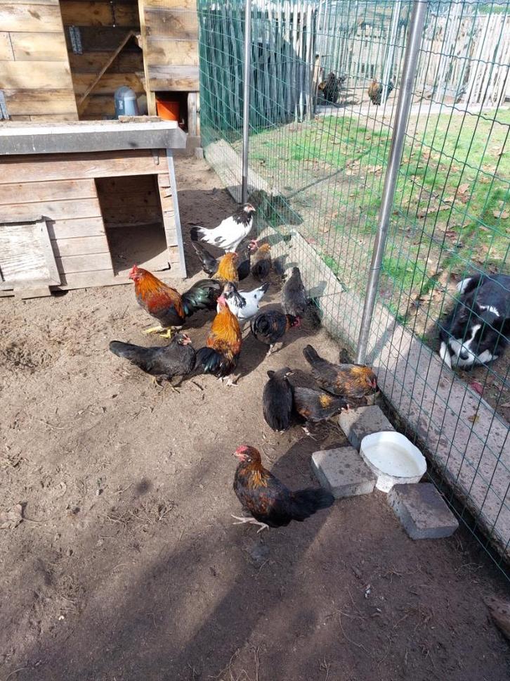 Kriel kippen, Dieren en Toebehoren, Pluimvee, Kip, Vrouwelijk