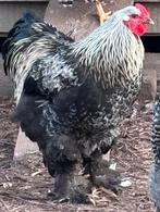 Hanen te koop Amrock/ groot hoenders, Dieren en Toebehoren, Pluimvee