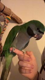 Handtamme derbyan, Dieren en Toebehoren, Vogels | Parkieten en Papegaaien, Geslacht onbekend, Papegaai, Pratend