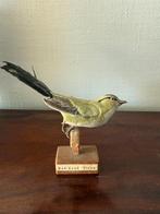 Vidéo montée aux yeux rouges, Envoi, Oiseaux, Animal empaillé