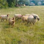 vijf ooi met ramlammeren, Dieren en Toebehoren, Schapen, Geiten en Varkens, Schaap