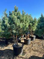 Pinus sylvestris meerstammig, Tuin en Terras, Planten | Bomen, Ophalen of Verzenden