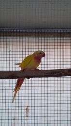 Prinses of Wales parkiet, Dieren en Toebehoren, Vrouwelijk, Parkiet, Geringd