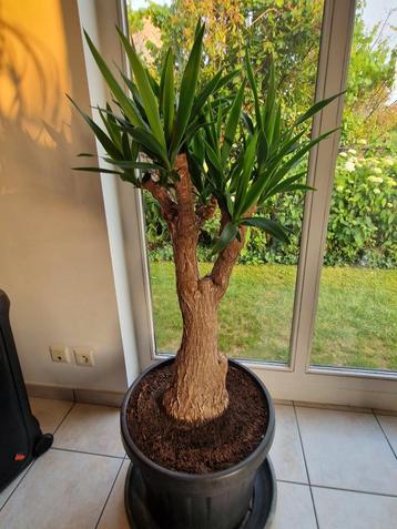 Prachtige oude Yucca te koop. beschikbaar voor biedingen