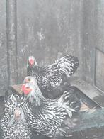 Haan wyandotte zilver zwart gezoomd, Dieren en Toebehoren, Pluimvee