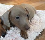teckel pups,dwerg,TIELT-WINGE, Dieren en Toebehoren, Honden | Teckels en Dashonden, België, Reu, 8 tot 15 weken, Korthaar