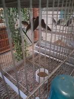 10 st. Houtarmandien, Dieren en Toebehoren