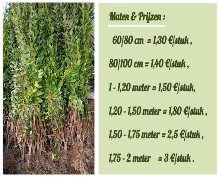 TROÈNE VERT (Ligustrum): e.a. 1,20 -1,5 mètre : 1,80€/pièce, Jardin & Terrasse, Plantes | Arbustes & Haies, Haie, Troène, 100 à 250 cm