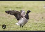 Gezocht: witbuik rotgans, Meerdere dieren, Gans of Zwaan