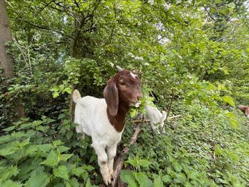 Boergeit bokje - geit