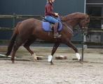 8 jarige merrie superfijn te rijden - drachtig HH Conrad Z, Animaux & Accessoires, Chevaux, M, 165 à 170 cm, Vermifugé, Jument