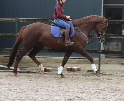 8 jarige merrie superfijn te rijden - drachtig HH Conrad Z, Dieren en Toebehoren, Paarden, Merrie, M, 165 tot 170 cm, 7 tot 10 jaar