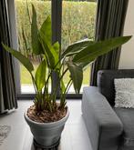 Plant, Maison & Meubles, Plantes d'intérieur, Plante à fleurs, Enlèvement, En pot, 150 à 200 cm