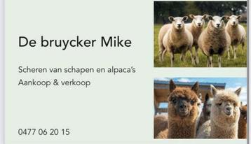 Scheren van schapen alpaca’s & lama’s  beschikbaar voor biedingen