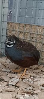 Chinese dwergkwartels 2025, Dieren en Toebehoren, Mannelijk, Tropenvogel, Geringd