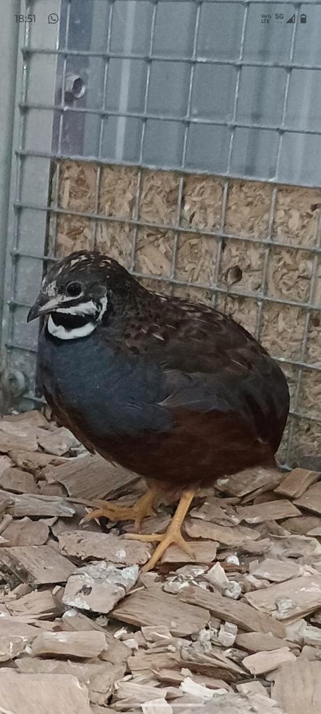 Chinese dwergkwartels 2025, Dieren en Toebehoren, Vogels | Overige Vogels, Tropenvogel, Mannelijk, Geringd