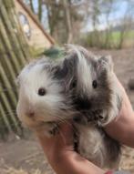 2 zeugjes cavia sheltie, Dieren en Toebehoren, Oktober, Vrouwelijk, Cavia