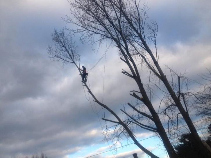 Élagage Débroussaillage
Abattage, Jardin & Terrasse, Serres, Enlèvement ou Envoi