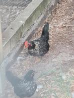 Jonge chabo kriel haan, Dieren en Toebehoren, Pluimvee, Mannelijk, Kip