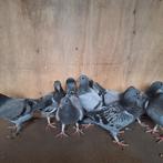 Jonge duiven, Dieren en Toebehoren, Vogels | Duiven, Geslacht onbekend, Postduif
