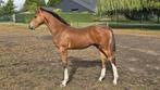 hengstveulen van ASCA Z, Springpaard, Gechipt, Niet van toepassing, 0 tot 2 jaar