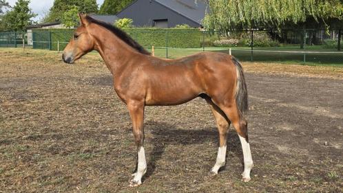 hengstveulen van ASCA Z, Dieren en Toebehoren, Paarden, Hengst, Niet van toepassing, 0 tot 2 jaar, Springpaard, Met stamboom, Gechipt