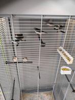 Zebravinken, Dieren en Toebehoren, Vogels | Kanaries