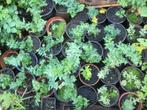 Vaste planten van hobbykweek, Tuin en Terras, Planten | Tuinplanten, Ophalen, Vaste plant, Overige soorten
