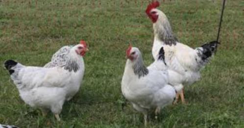 Kuikens, Dieren en Toebehoren, Pluimvee