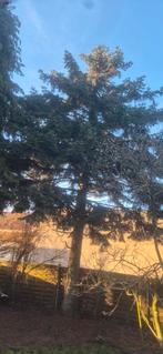 Grote boom moet weg, ideaal voor brandhout.  Mag gratis weg., Ophalen