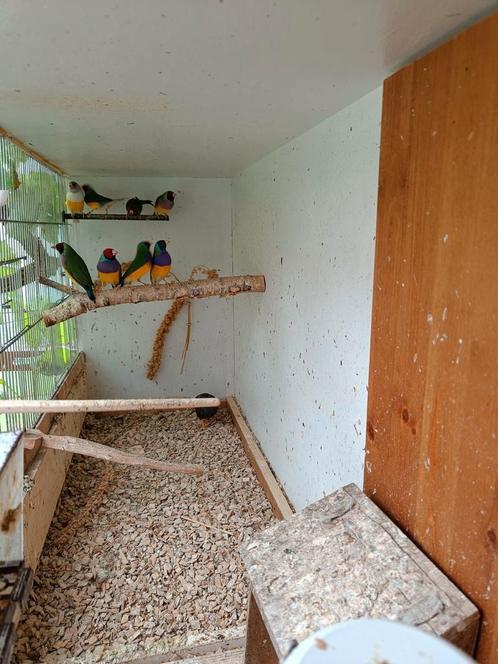 Gouldamandines, Dieren en Toebehoren, Vogels | Overige Vogels