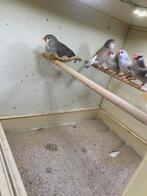 Zebravinken 2025, Meerdere dieren, Tropenvogel, Geringd