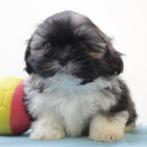 Shih Tzu puppy's te koop (Belgisch), Dieren en Toebehoren, Honden | Chihuahua's en Gezelschapshonden, België, CDV (hondenziekte)