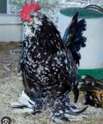 GEZOCHT: zwartwitgeparelde ukkelse baardkriel haan, Dieren en Toebehoren, Pluimvee, Meerdere dieren, Kip