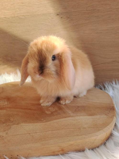 Super knap Choco Harli minilop rammetje, Dieren en Toebehoren, Konijnen, Dwerg, Mannelijk, 0 tot 2 jaar, Hangoor
