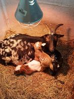 Dwerggeit. Dwerggeiten., Dieren en Toebehoren