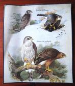 Voorstellingen van vogels van het land, Antiek en Kunst, Kunst | Tekeningen en Fotografie, Verzenden