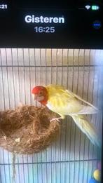 Te koop, Dieren en Toebehoren