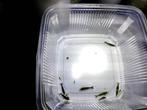 Groene, Green Jade garnalen, Kreeft, Krab of Garnaal, Zoetwatervis, Schoolvis