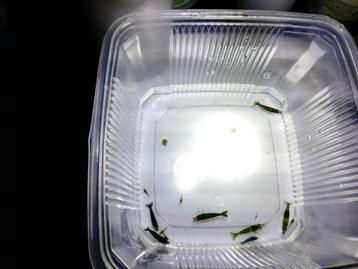 Groene, Green Jade garnalen beschikbaar voor biedingen