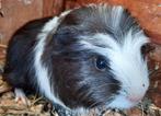 Cavia beertje 3 maanden oud, Dieren en Toebehoren, Knaagdieren, Cavia