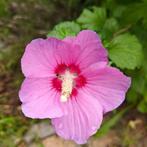 Spotprijzen! Hibiscus, vlinderstruik, seringen, Tuin en Terras, Minder dan 100 cm, Struik, Vlinderstruik, Ophalen