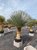 Yucca Rostrata, Jardin & Terrasse, Bulbes & Semences, Enlèvement ou Envoi