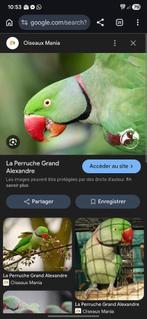 Recherche grand alexandre mâle min 3 ans, Animaux & Accessoires, Enlèvement ou Envoi