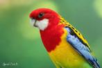 Zuivere wildkleur prachtrosella goudmantel rosella’s EK 25, Dieren en Toebehoren, Vogels | Parkieten en Papegaaien, Meerdere dieren