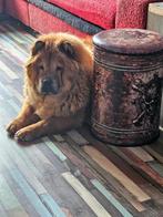 chow chow meisje, Dieren en Toebehoren, België, Fokker | Hobbymatig, Overige rassen, CDV (hondenziekte)