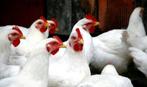 Poules pondeuses blanches et brunes