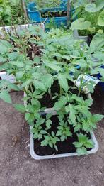 plants de tomates, Jardin & Terrasse, Enlèvement